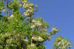 Shorea roxburghii